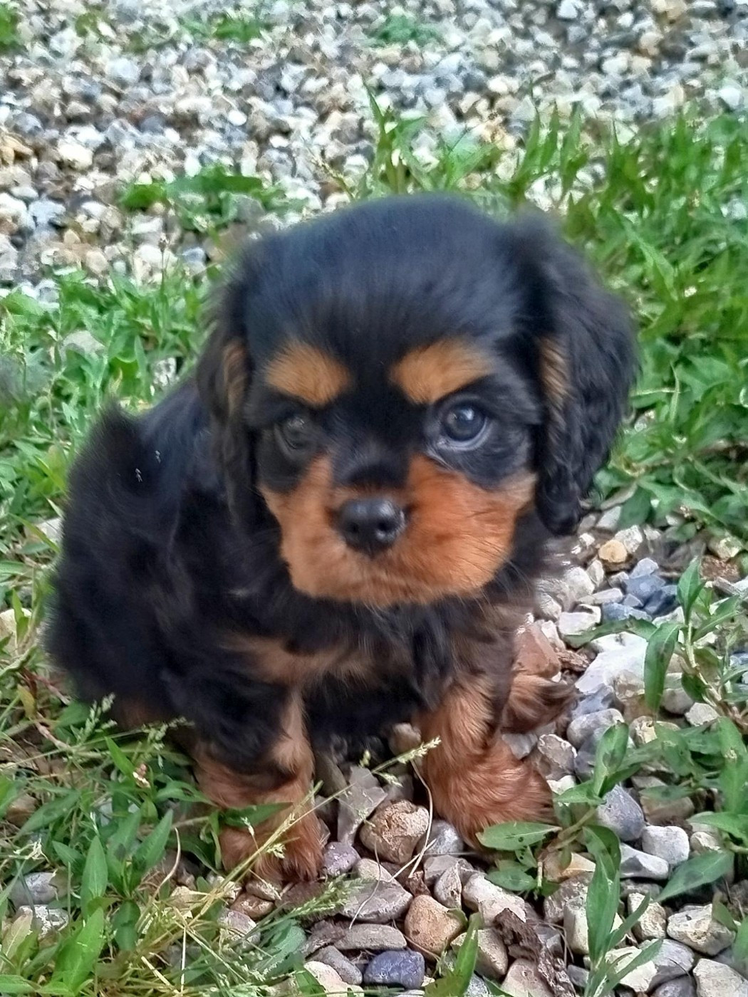 Des Pavillons Princiers - Chiots disponibles - Cavalier King Charles Spaniel