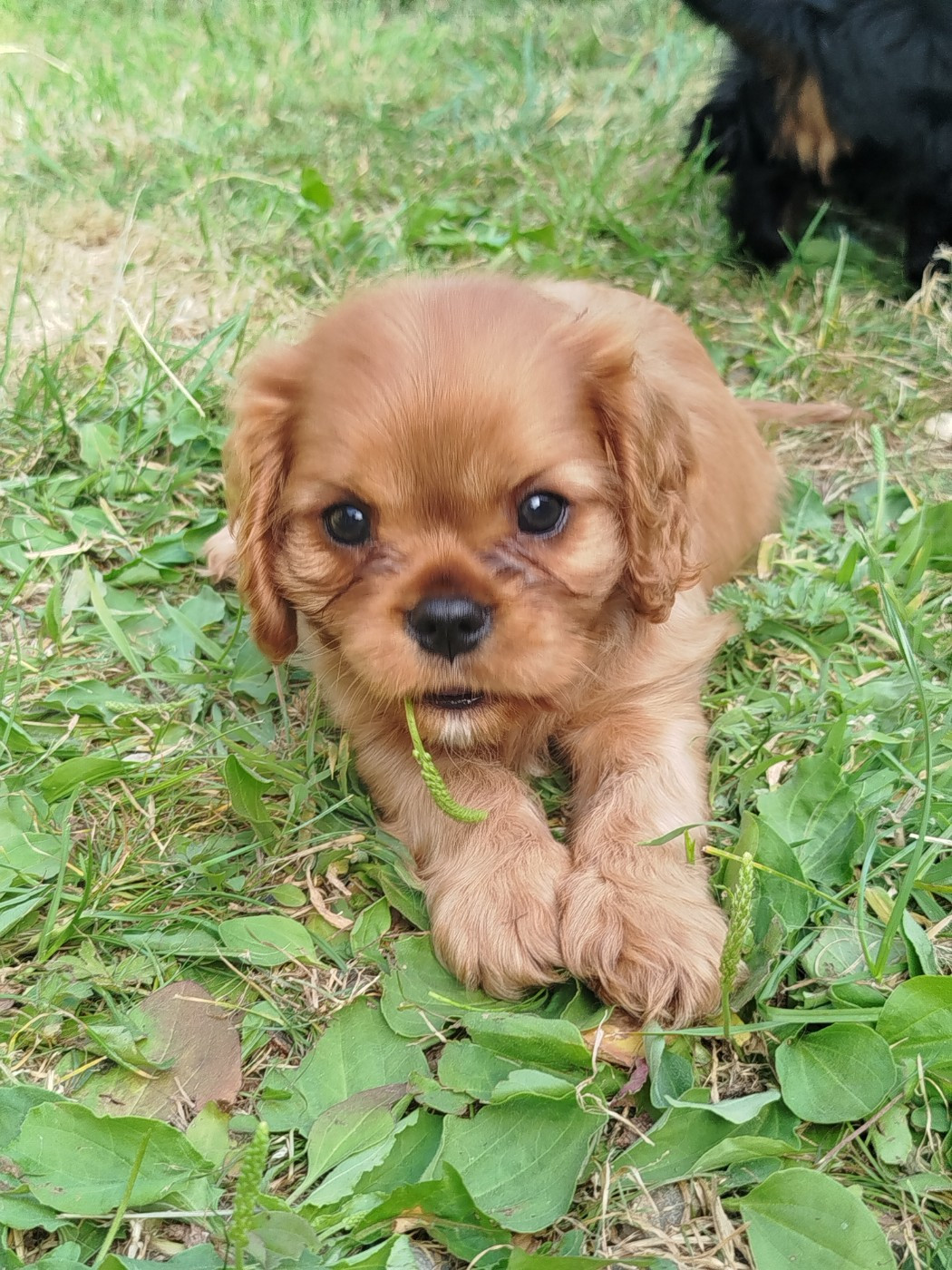 Des Pavillons Princiers - Chiots disponibles - Cavalier King Charles Spaniel