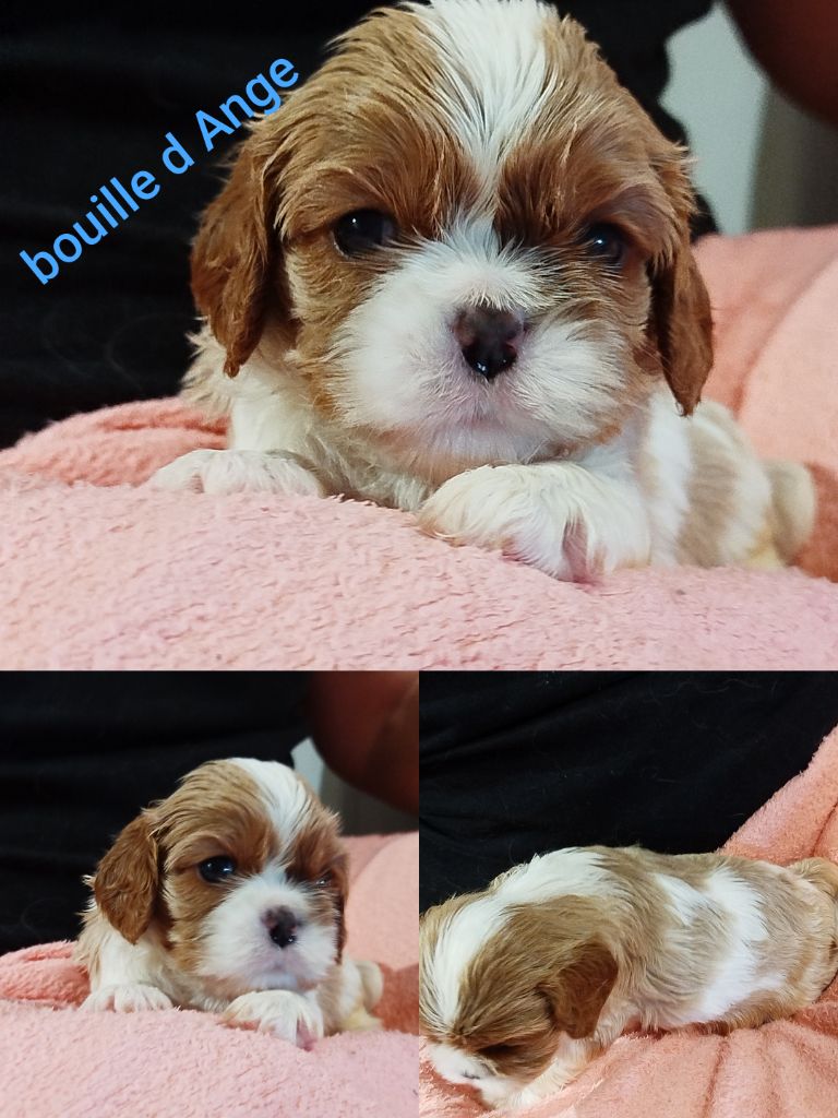 Des Pavillons Princiers - Chiots disponibles - Cavalier King Charles Spaniel