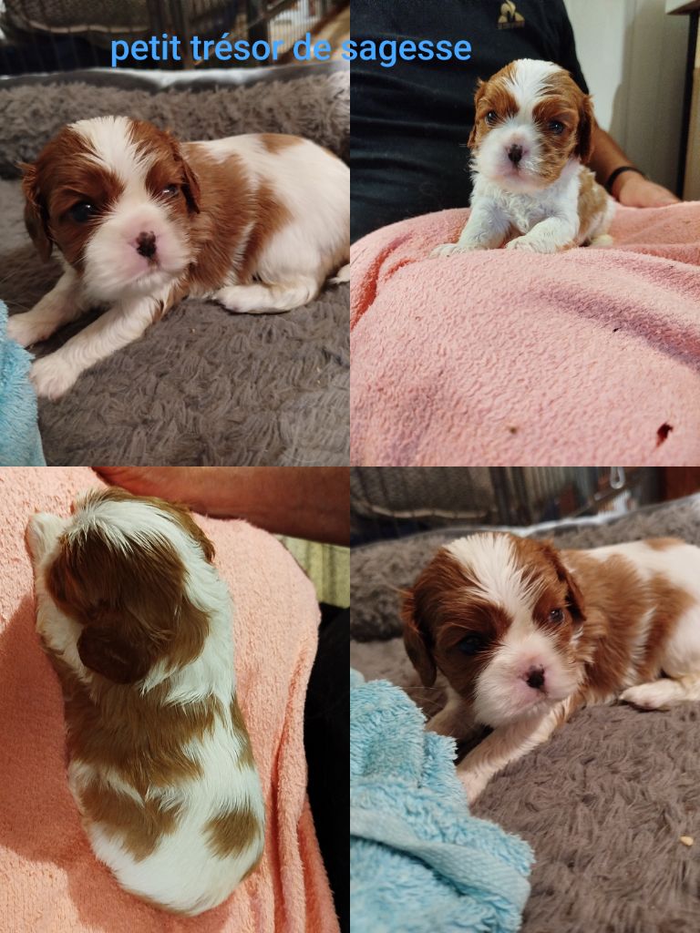 Des Pavillons Princiers - Chiots disponibles - Cavalier King Charles Spaniel