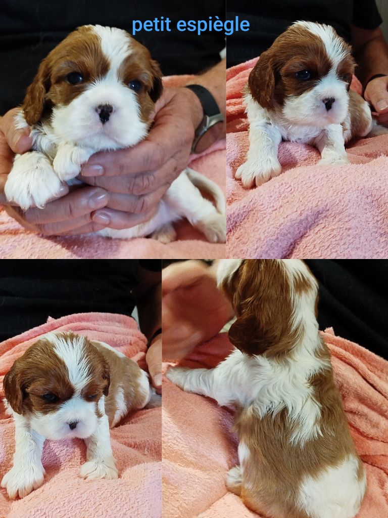 Des Pavillons Princiers - Chiots disponibles - Cavalier King Charles Spaniel
