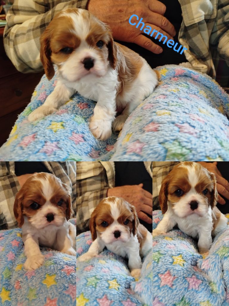Des Pavillons Princiers - Chiots disponibles - Cavalier King Charles Spaniel