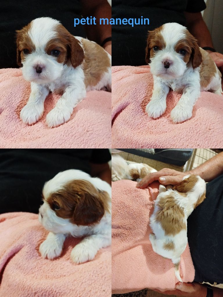 Des Pavillons Princiers - Chiots disponibles - Cavalier King Charles Spaniel