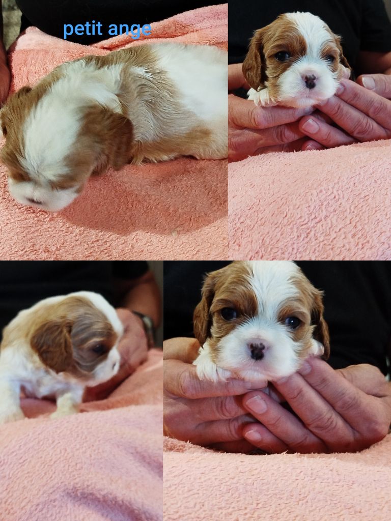 Des Pavillons Princiers - Chiots disponibles - Cavalier King Charles Spaniel